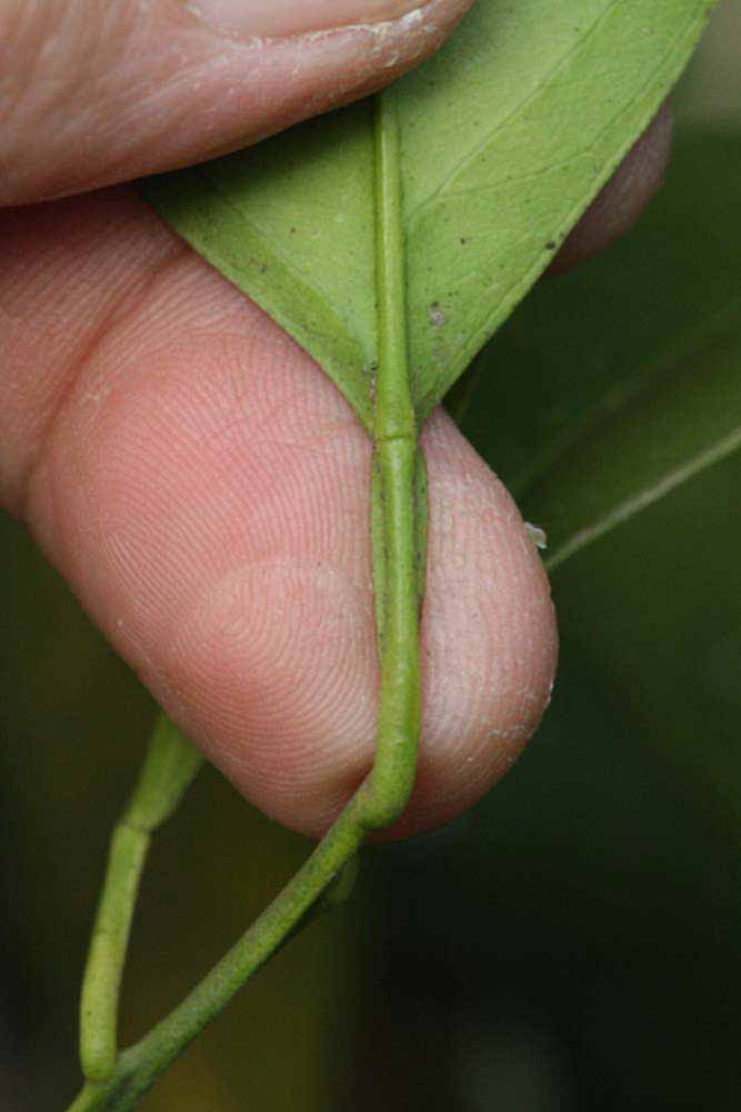             Petiole (Riverside, CA)       